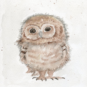 Baby Owl