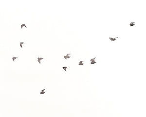 Soar