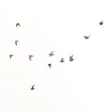 Load image into Gallery viewer, Soar